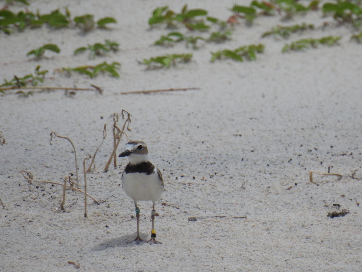 Wilson's Plover - ML469064641