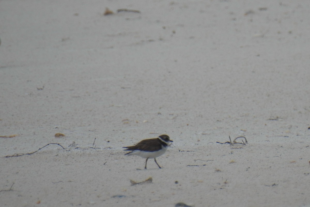 Semipalmated Plover - ML469065031