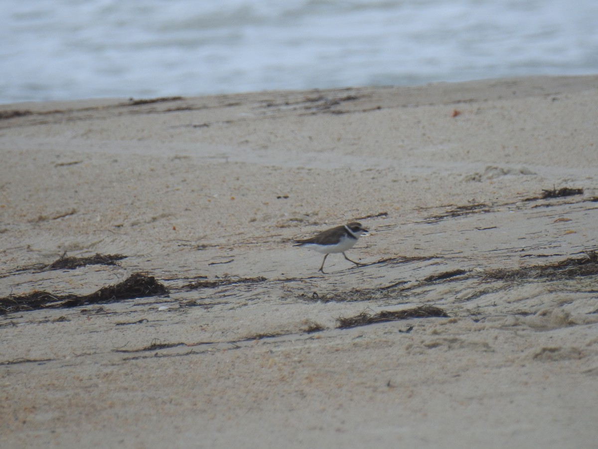 Semipalmated Plover - ML469065301