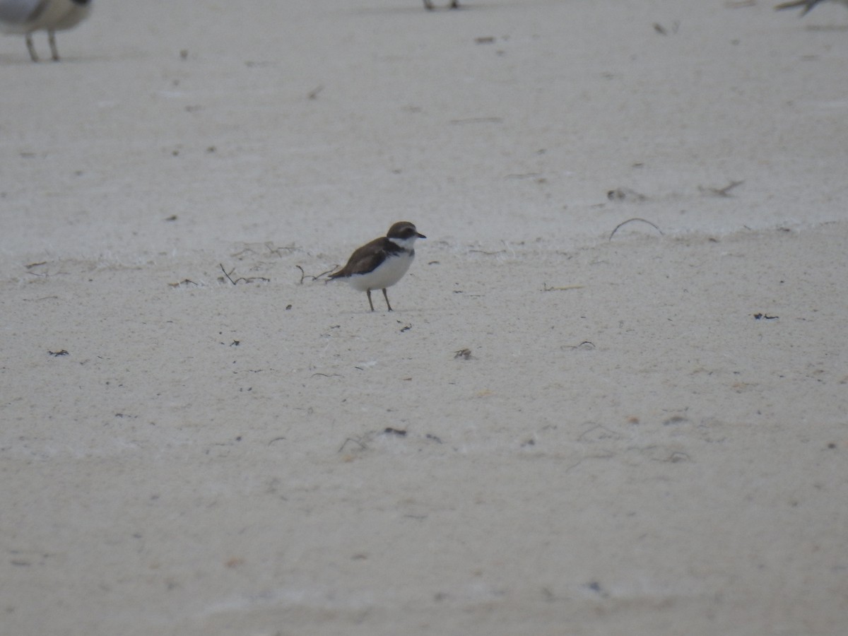 Semipalmated Plover - ML469065341