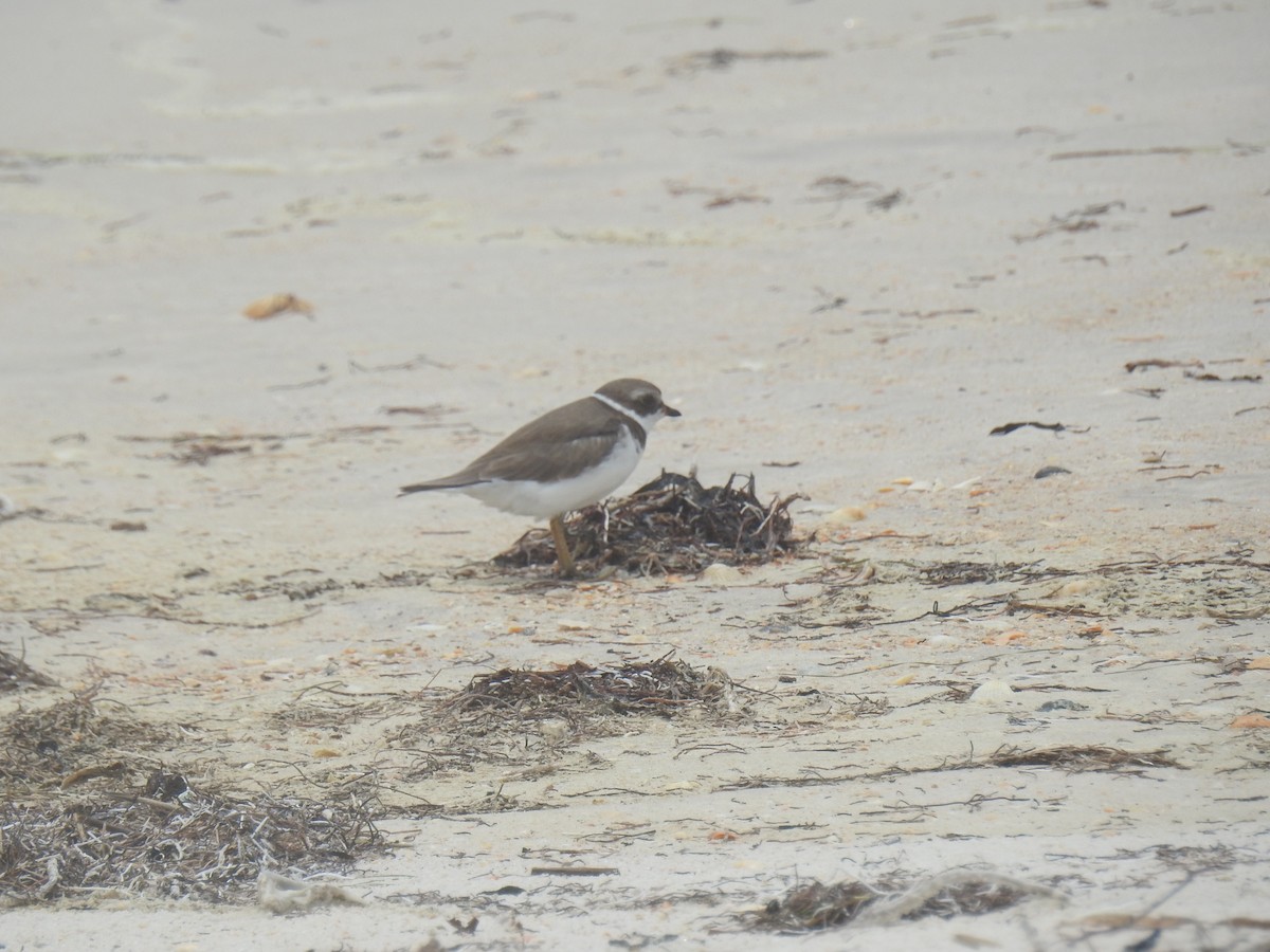 Semipalmated Plover - ML469065351