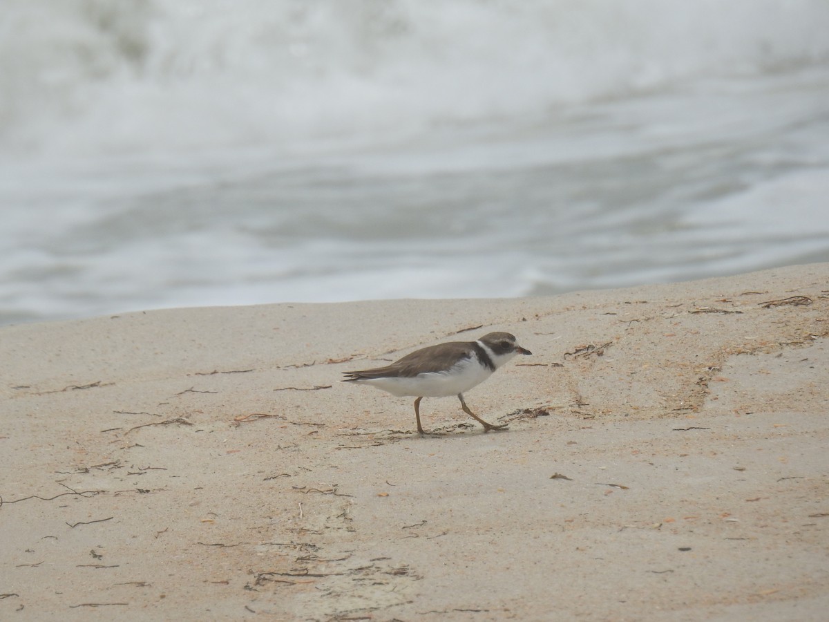 Semipalmated Plover - ML469065361