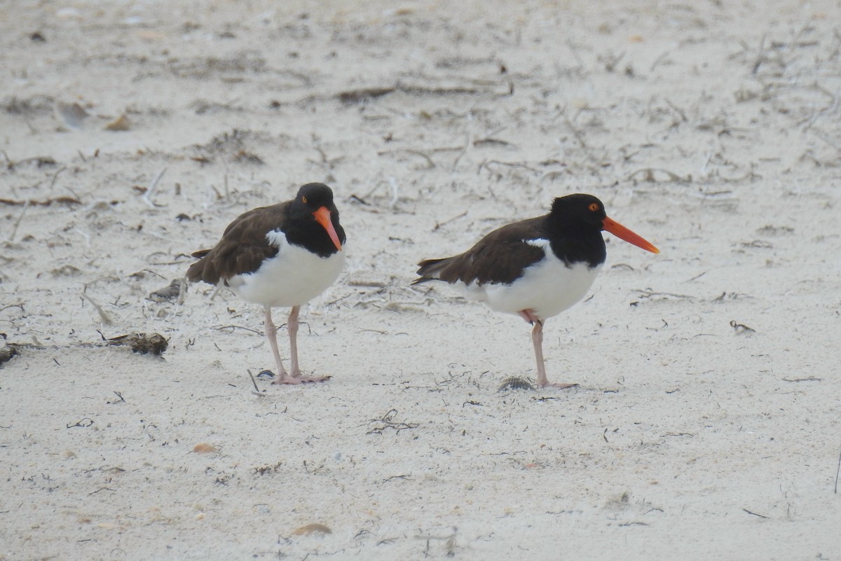 American Oystercatcher - ML469065721