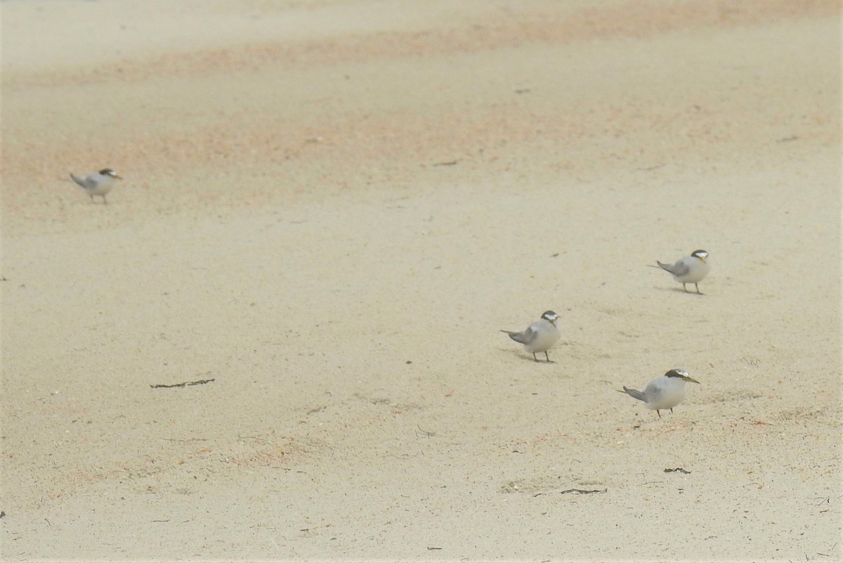 Least Tern - ML469066691