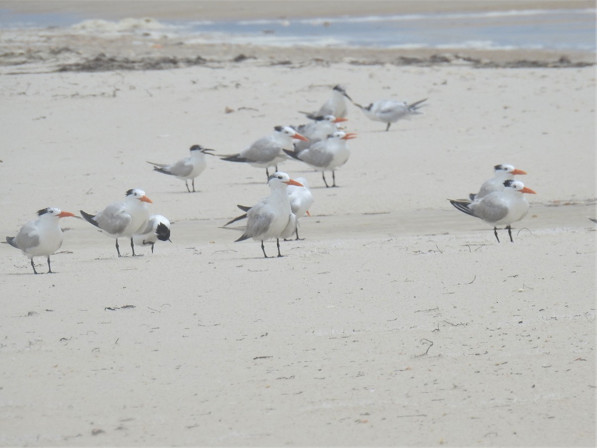 Royal Tern - ML469067041