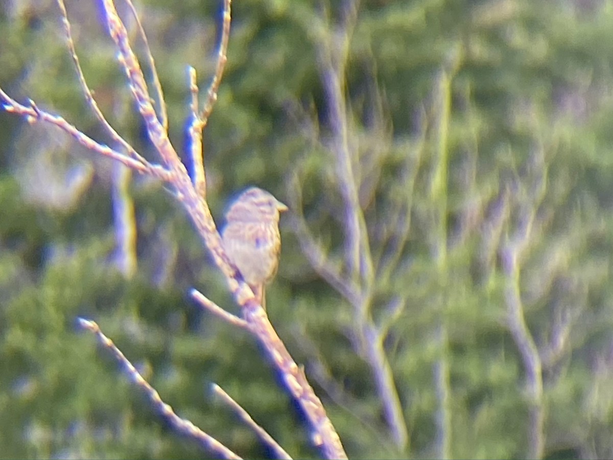 Lincoln's Sparrow - ML469069381