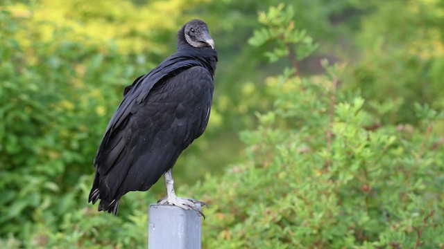 Black Vulture - ML469071731