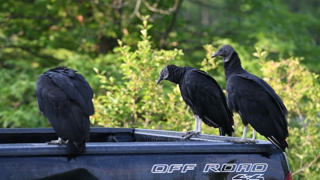 Black Vulture - ML469072281