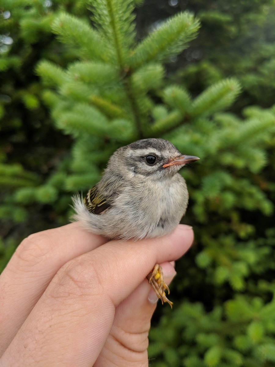 Golden-crowned Kinglet - ML469072381