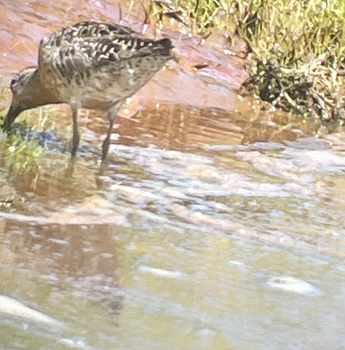 Short-billed Dowitcher - ML469072661