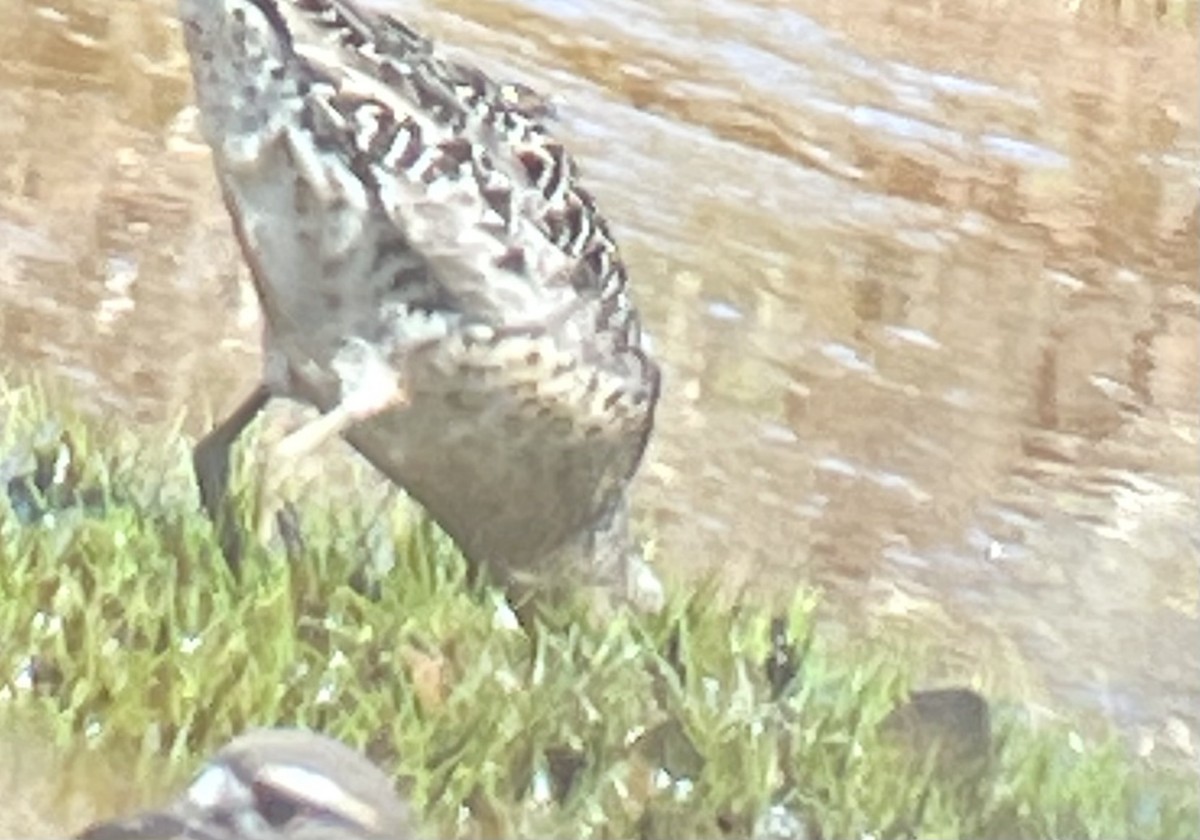 Short-billed Dowitcher - ML469072671