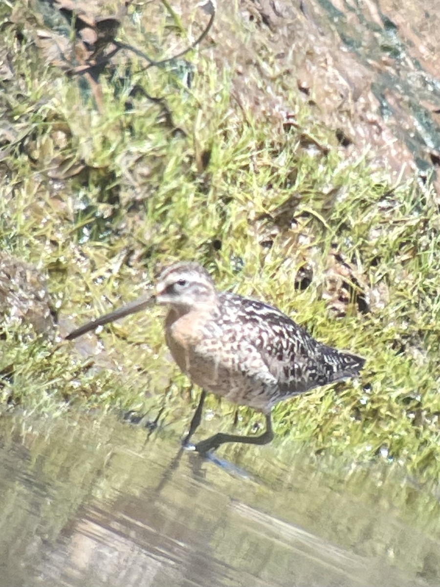 Short-billed Dowitcher - ML469072691