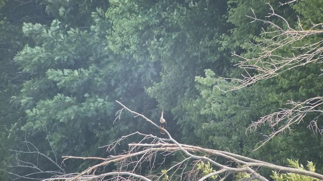 Anhinga d'Amérique - ML469073101