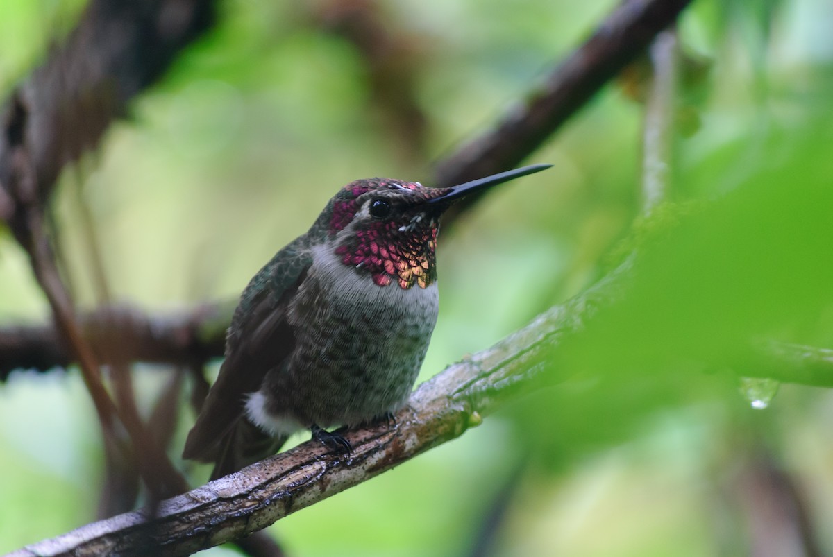 Anna's Hummingbird - ML469075341