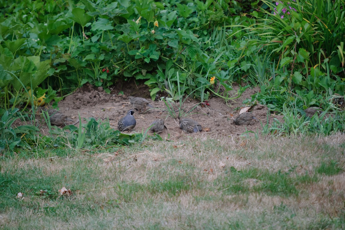 California Quail - ML469075731