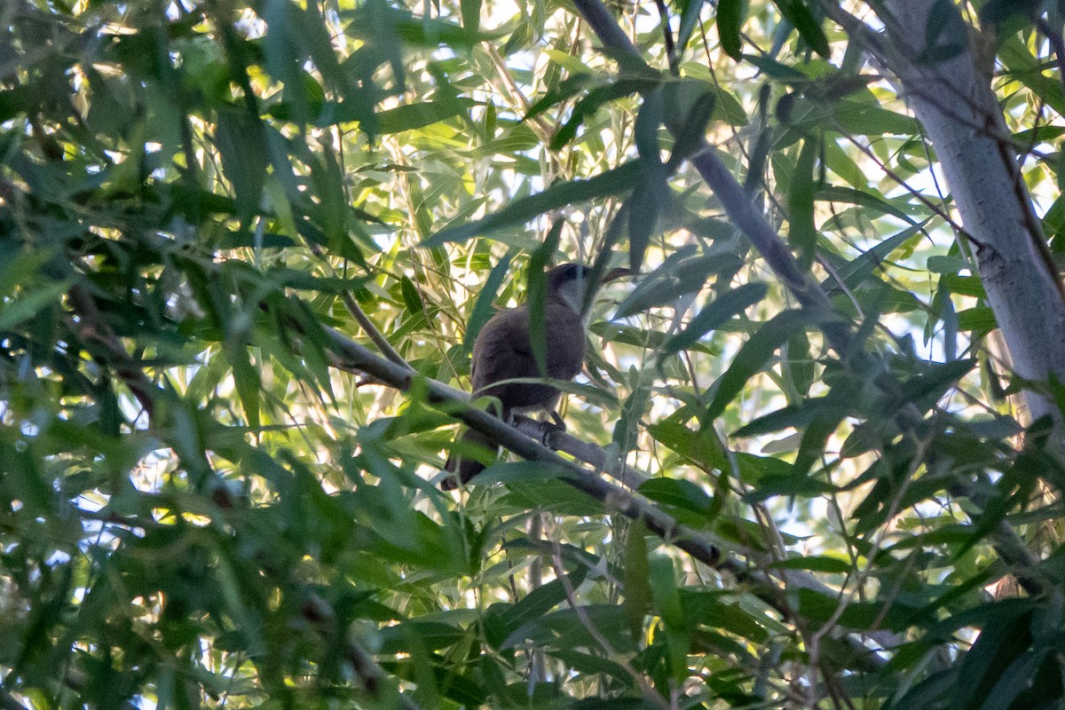 Yellow-billed Cuckoo - ML469076671