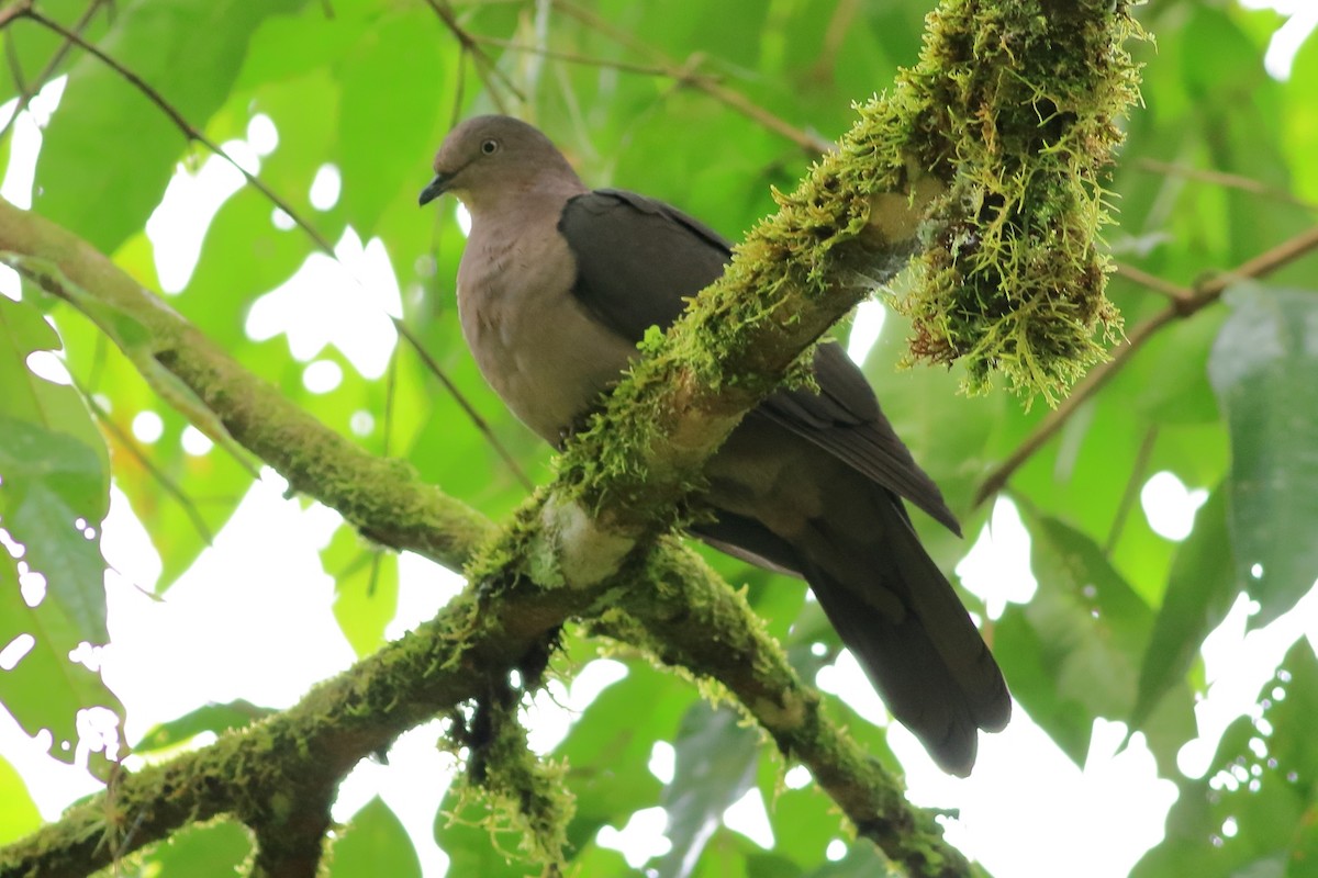 Plumbeous Pigeon - ML469077371