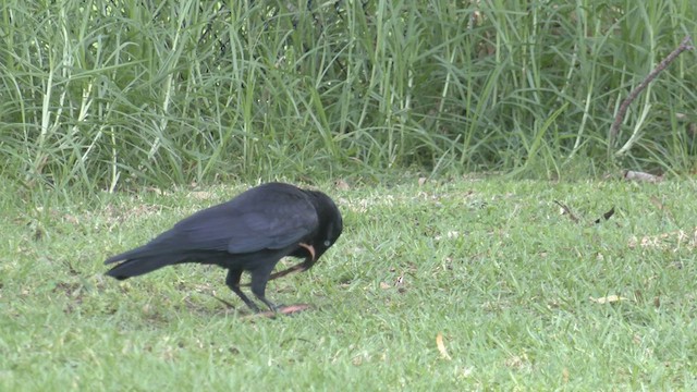 Corbeau d'Australie - ML469077411