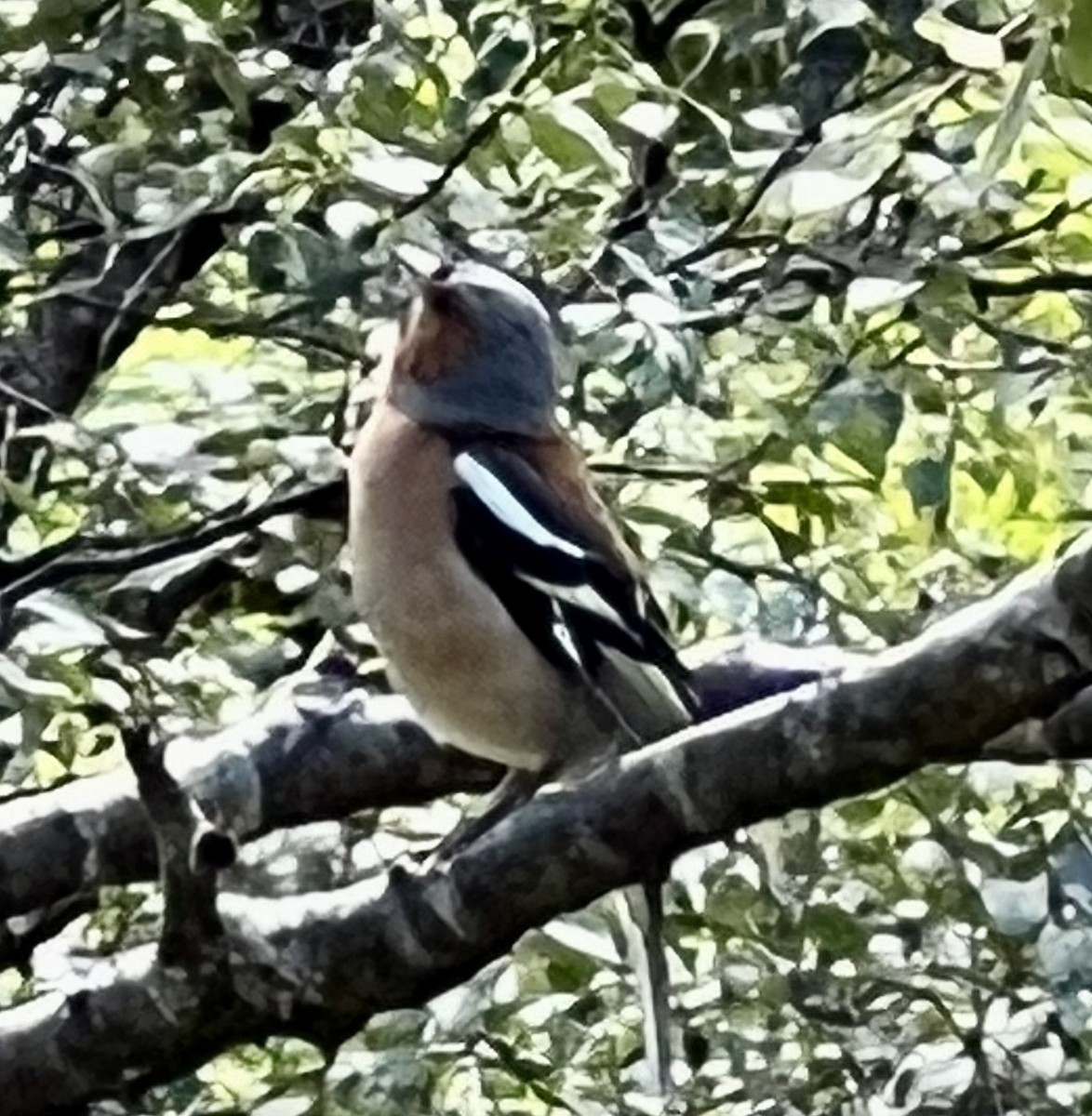 Common Chaffinch - ML469078611