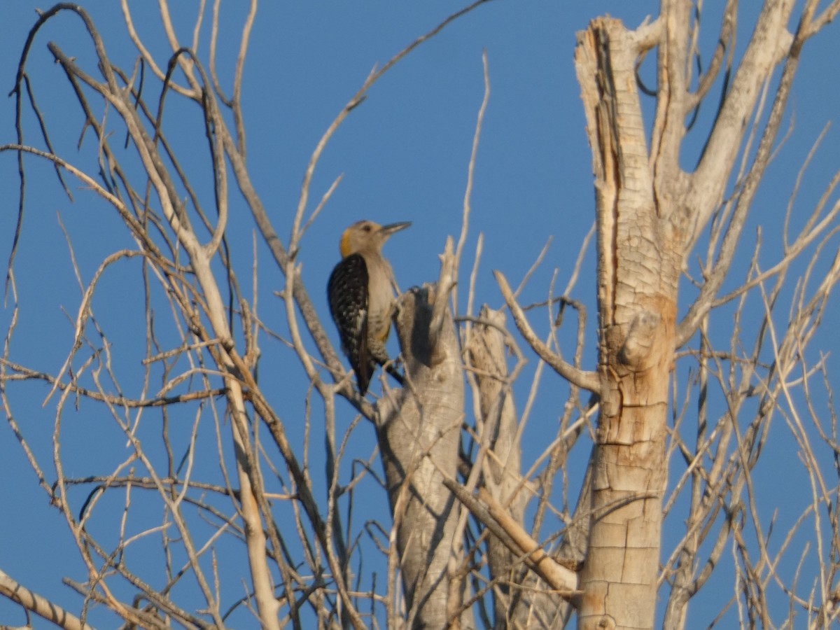 Golden-fronted Woodpecker - ML469078751