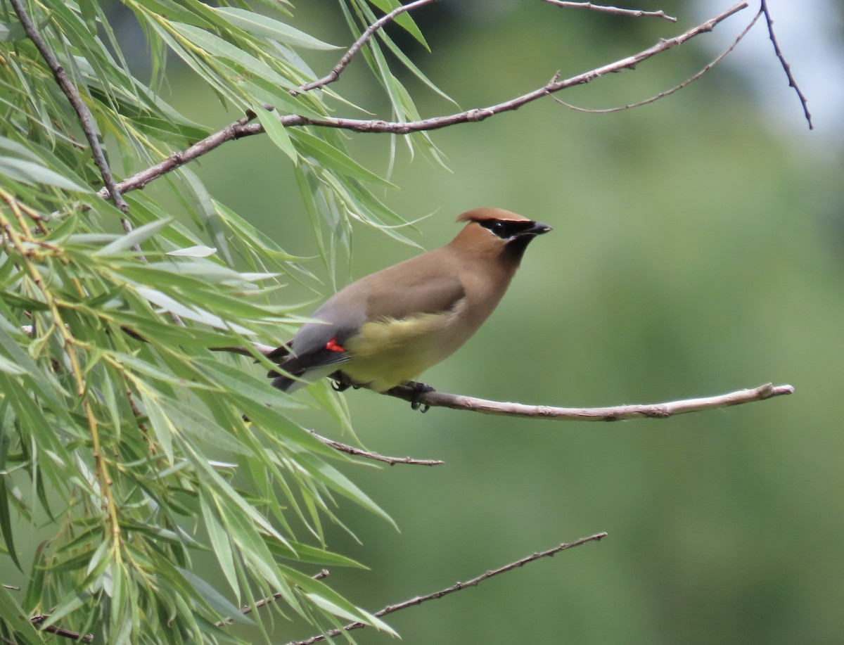 Cedar Waxwing - ML469078791