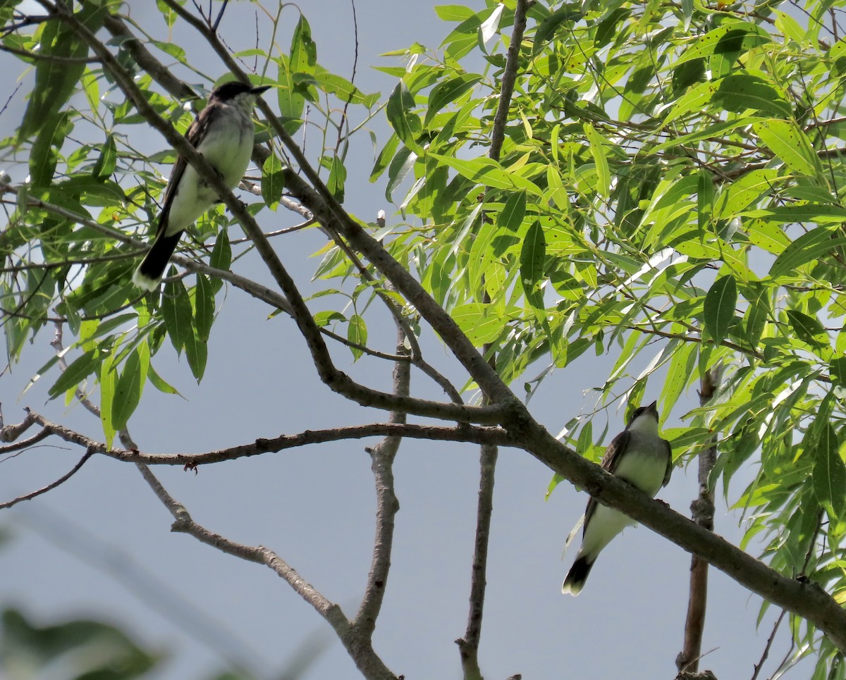 Eastern Kingbird - ML469078881