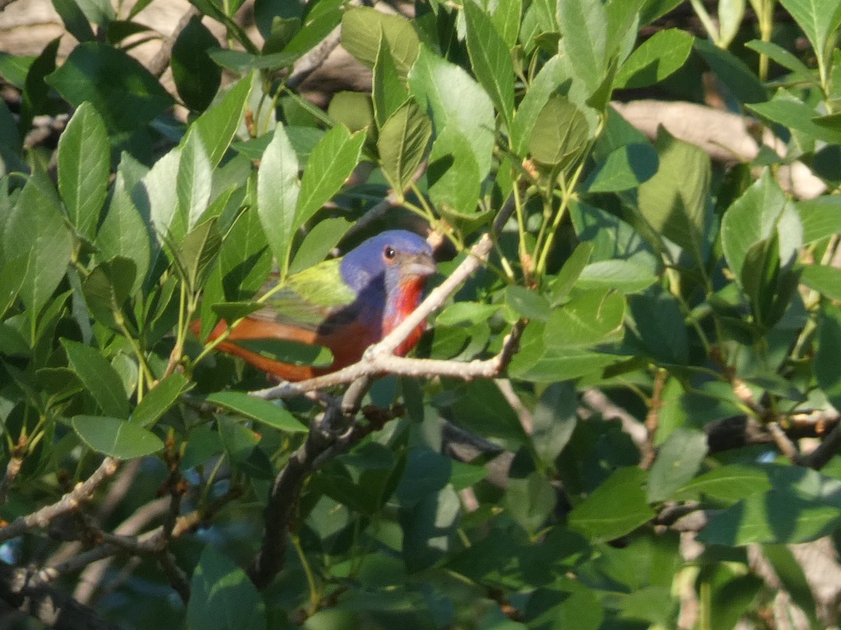 Painted Bunting - ML469078941