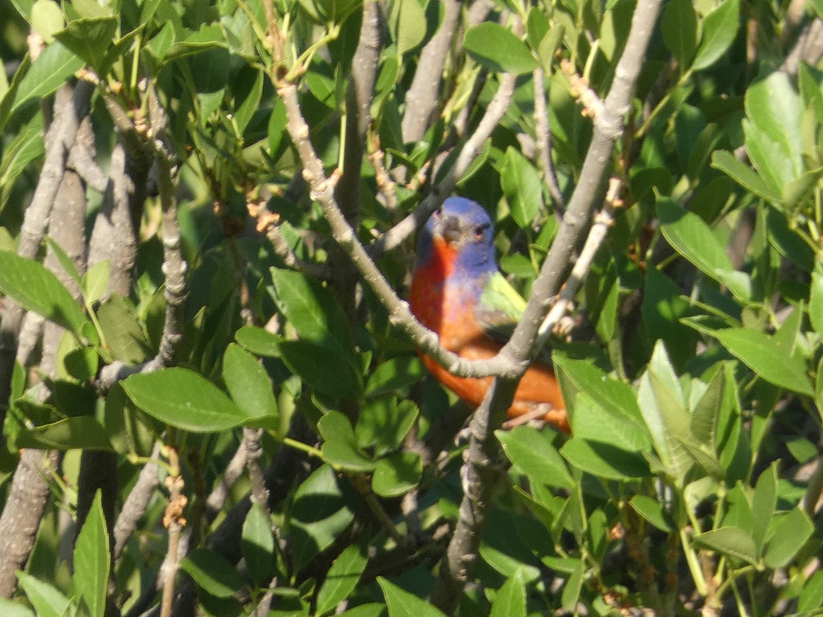 Painted Bunting - ML469078951