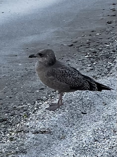 American Herring Gull - ML469080111