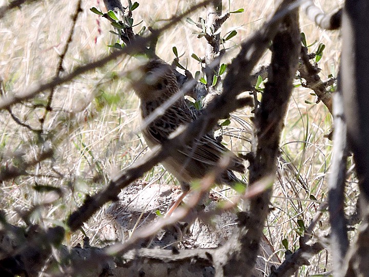 Grasshopper Sparrow - Denny Granstrand