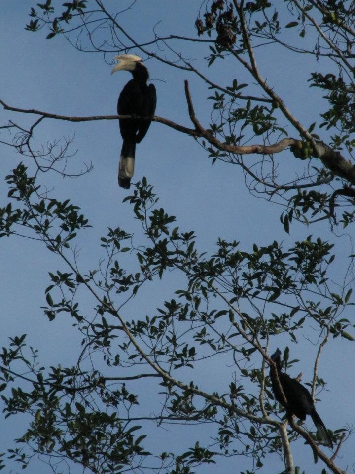 Black Hornbill - ML469080561