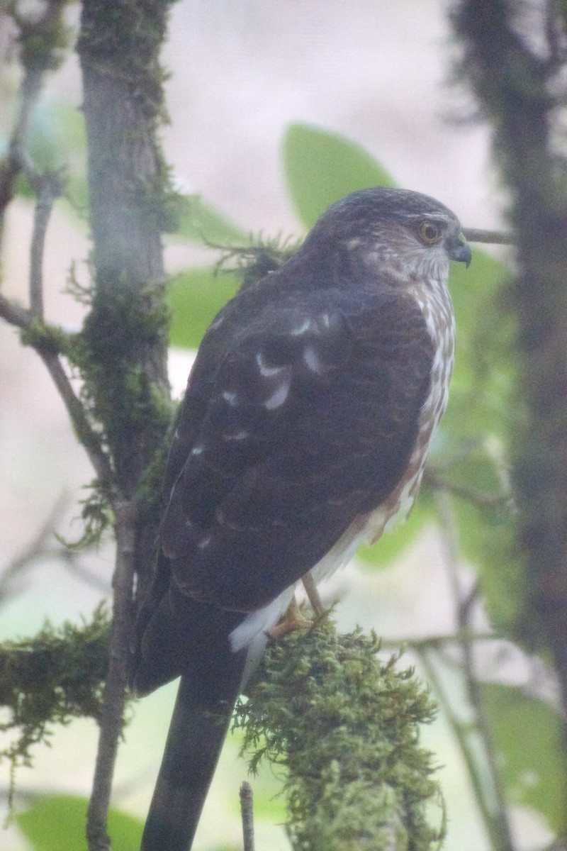 Sharp-shinned Hawk - ML469080571