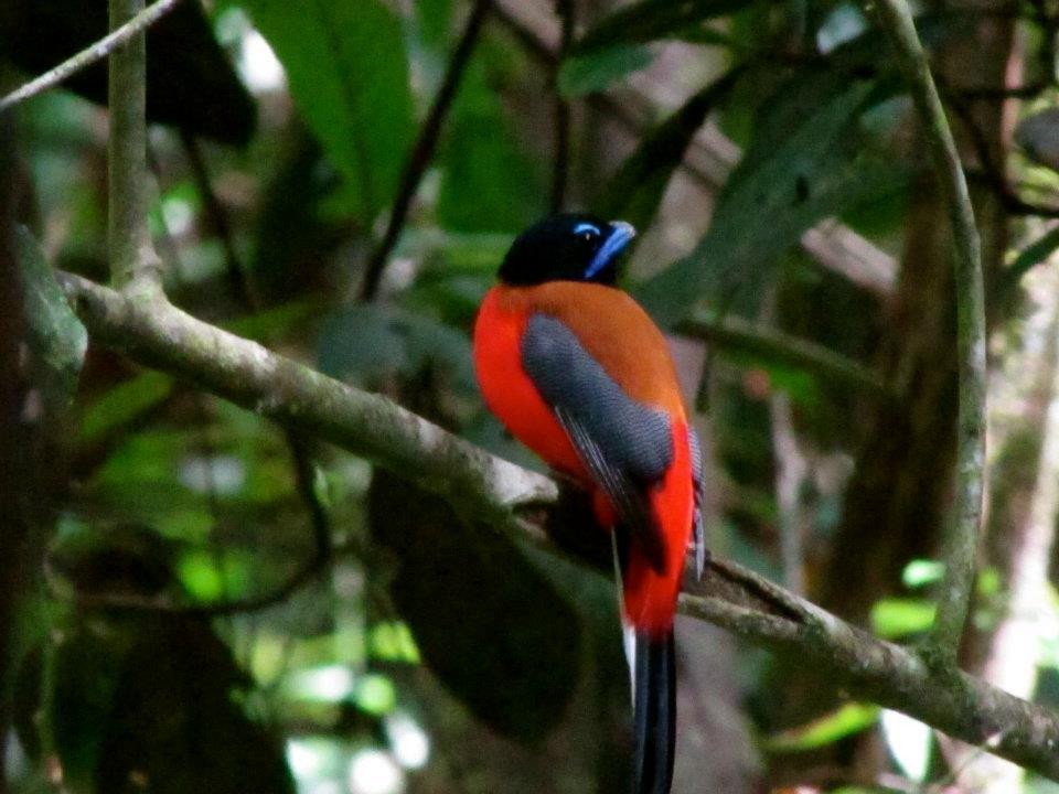 Scarlet-rumped Trogon - ML469081621