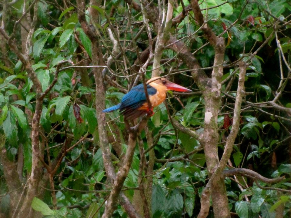 Stork-billed Kingfisher - ML469082041