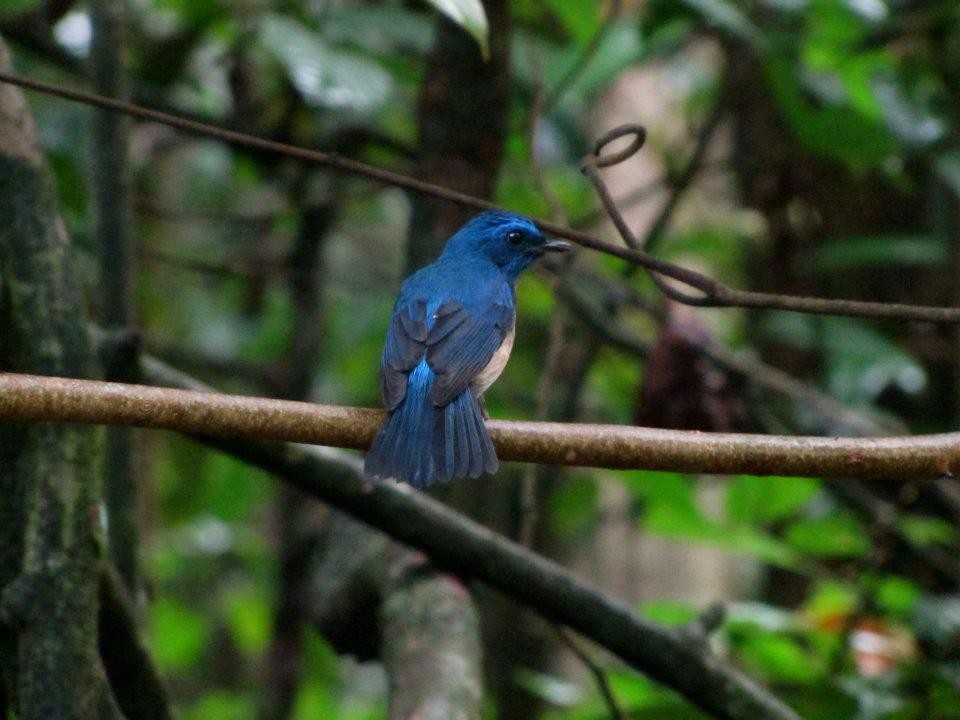 Malaysian Blue Flycatcher - ML469082591