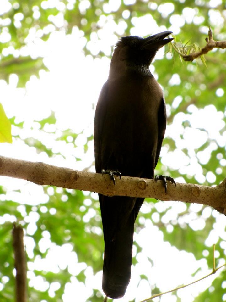 House Crow - ML469083471