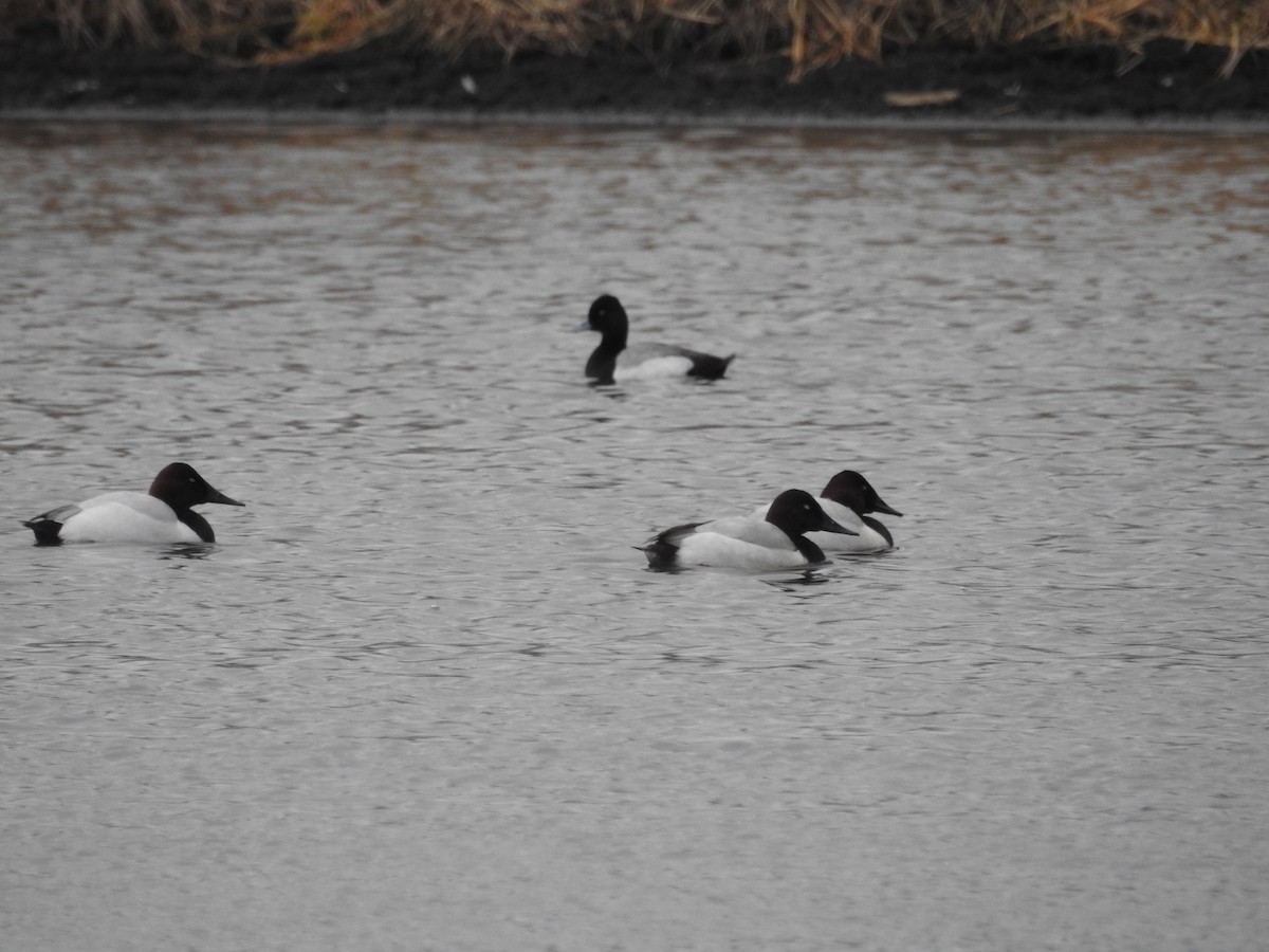 Canvasback - ML46908371