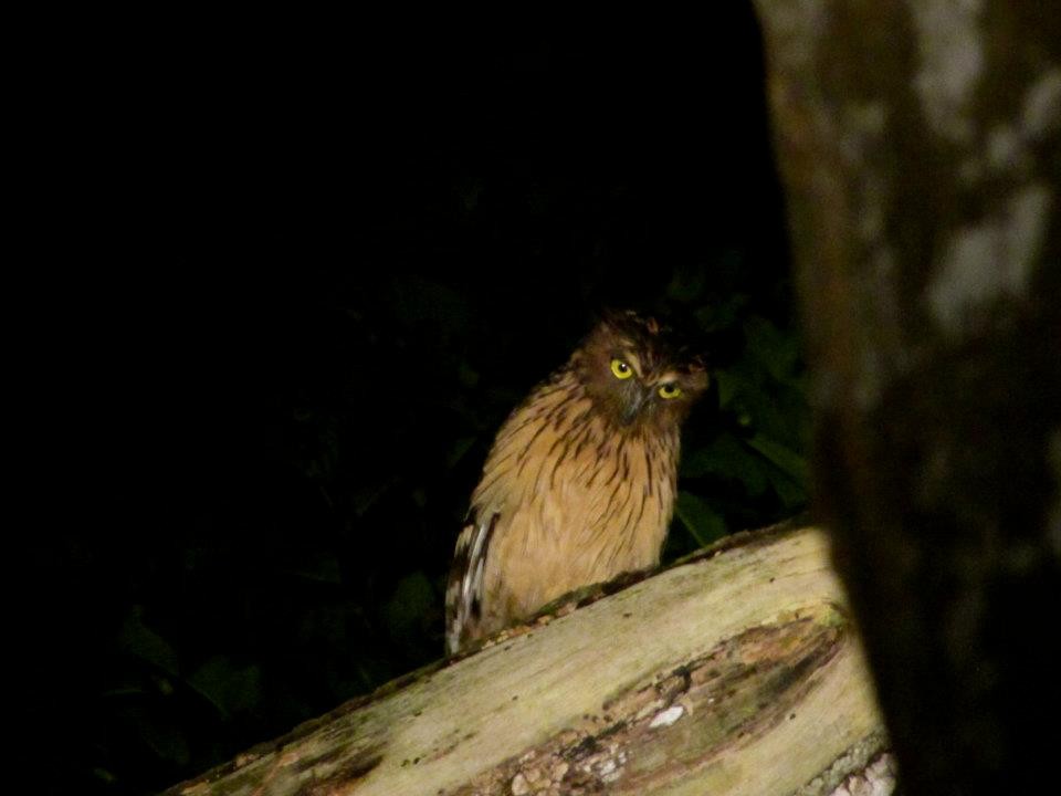 Buffy Fish-Owl - ML469084051