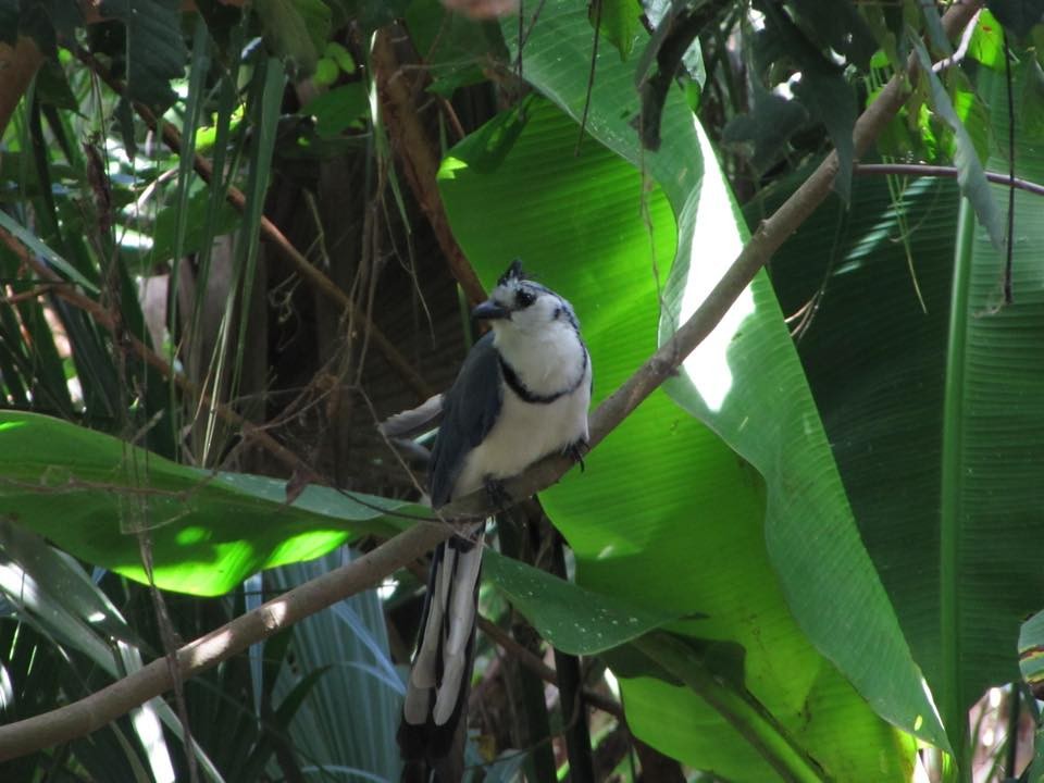 White-throated Magpie-Jay - ML469084771