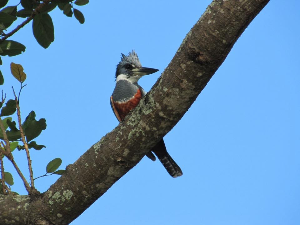 Ringed Kingfisher - ML469085401