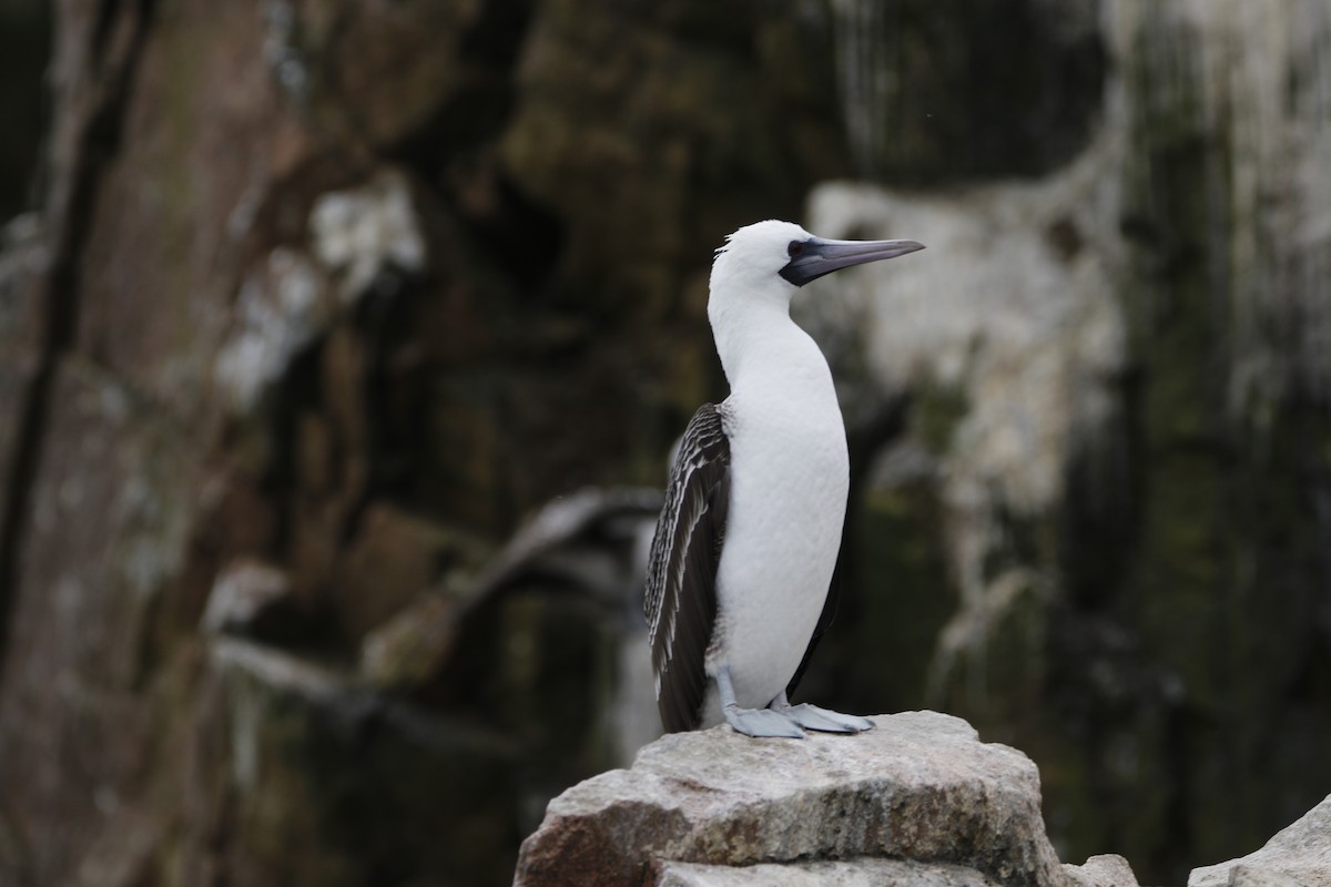 Peruvian Booby - Chawin Asavasaetakul