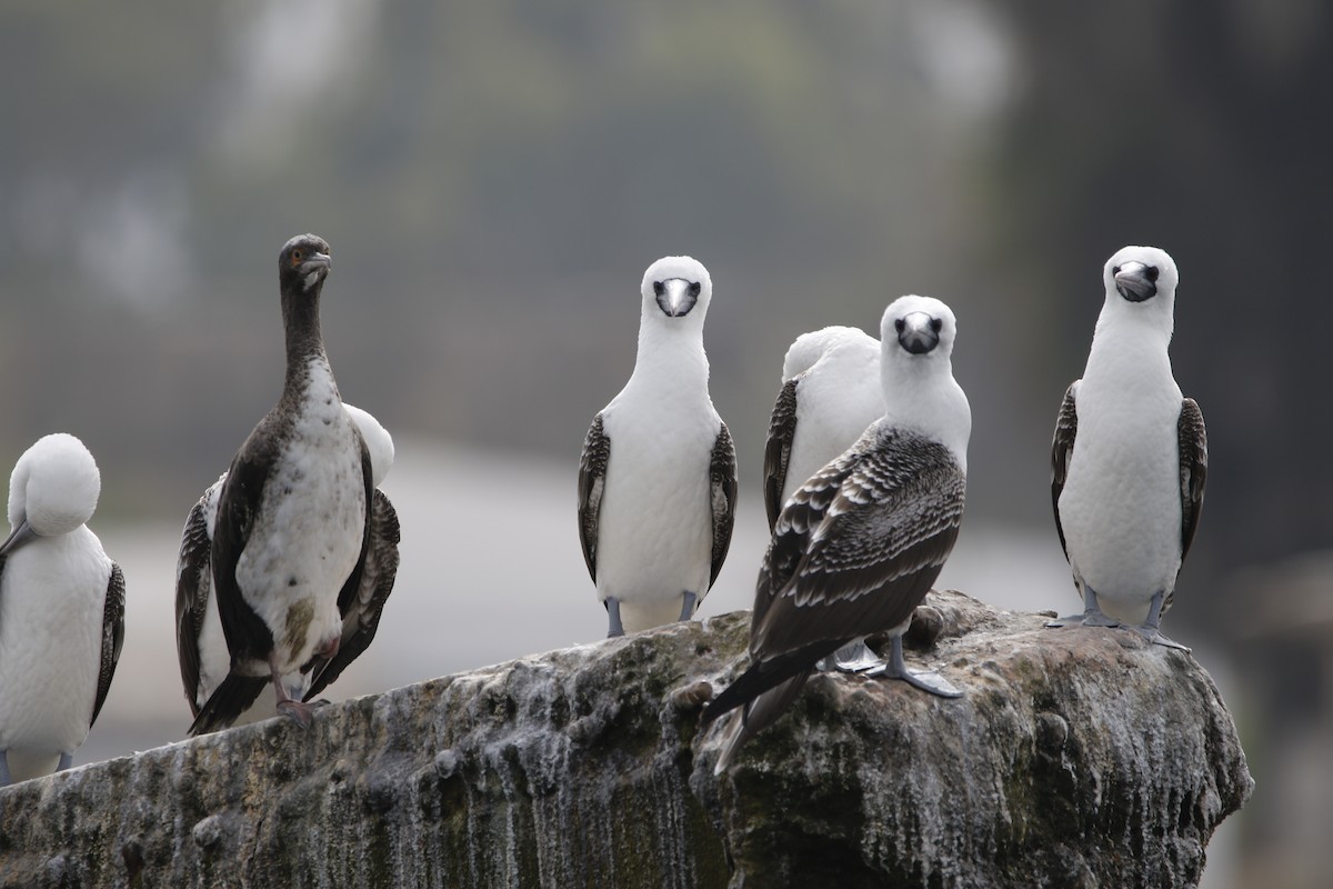 Peruvian Booby - Chawin Asavasaetakul