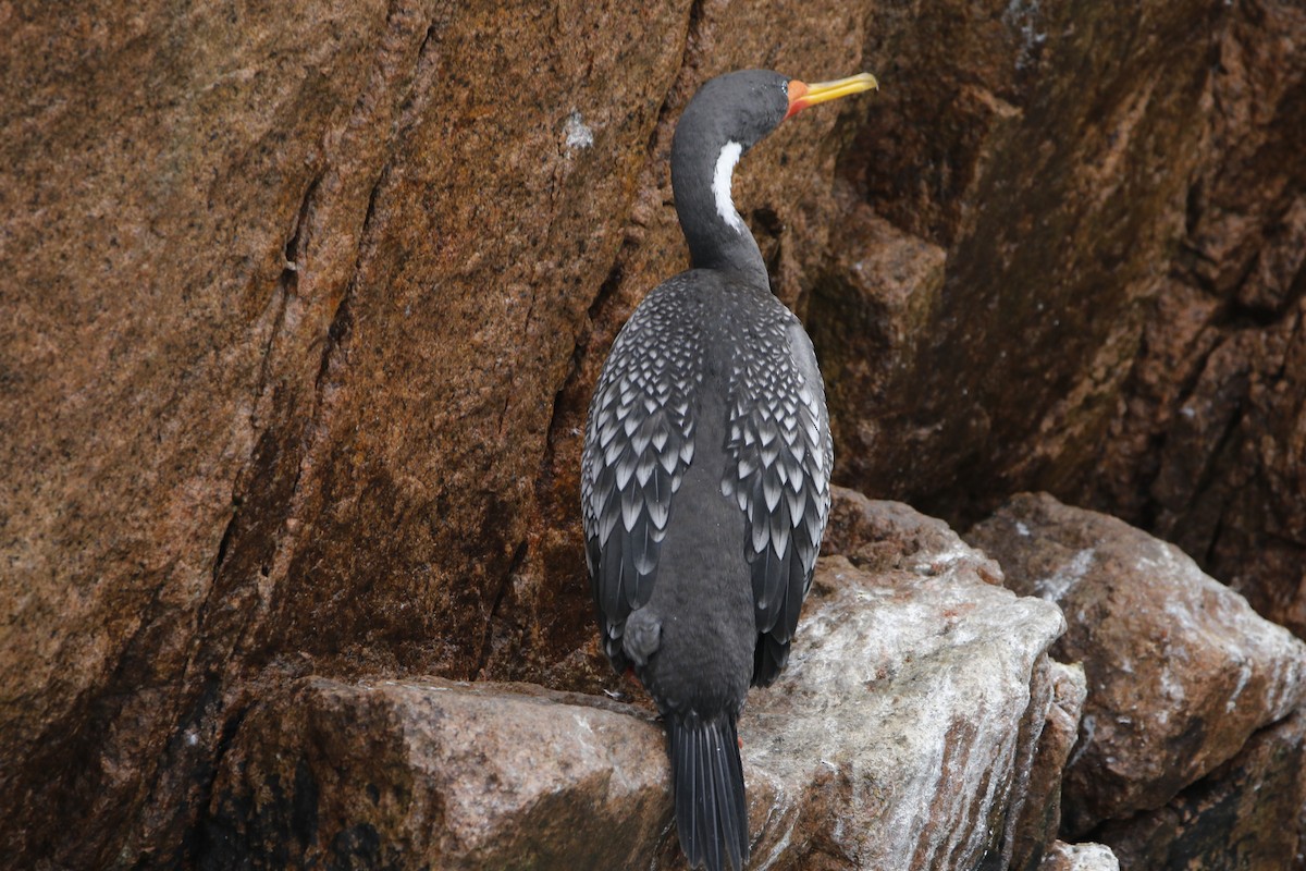 Red-legged Cormorant - Chawin Asavasaetakul