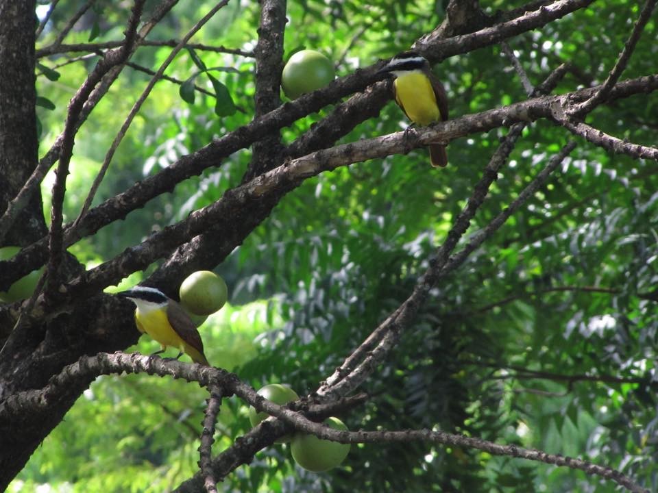 Great Kiskadee - ML469085731