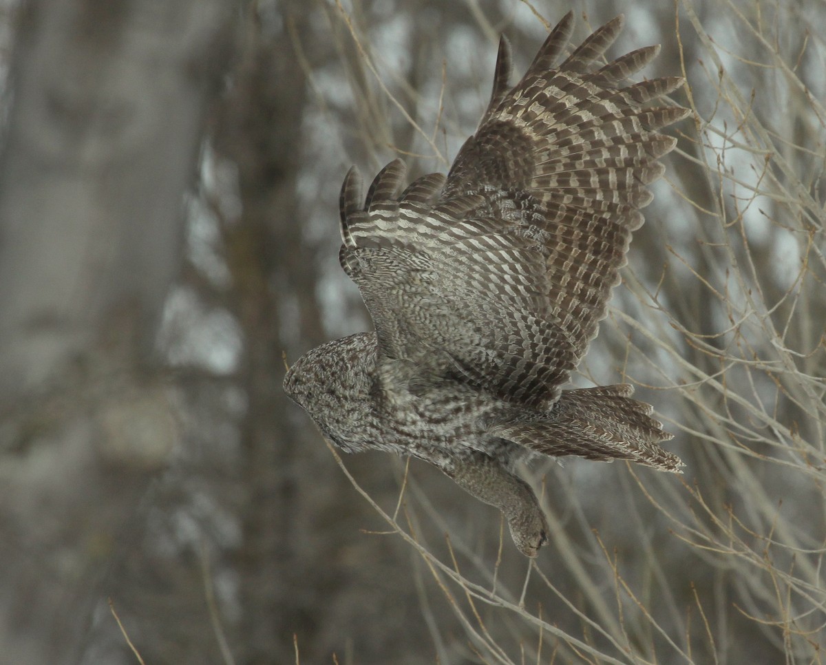 Great Gray Owl - Samuel Denault