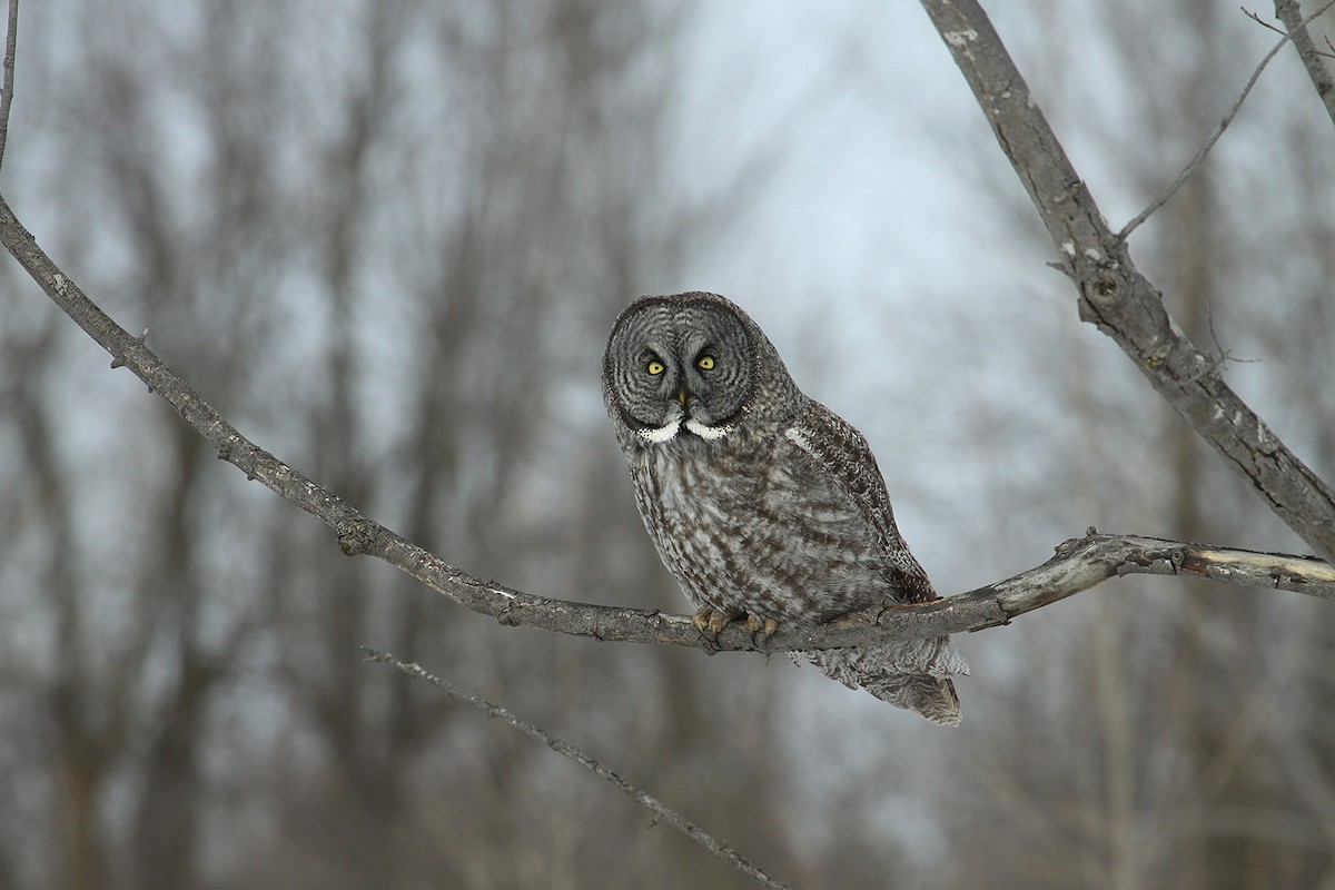 Great Gray Owl - ML46908651