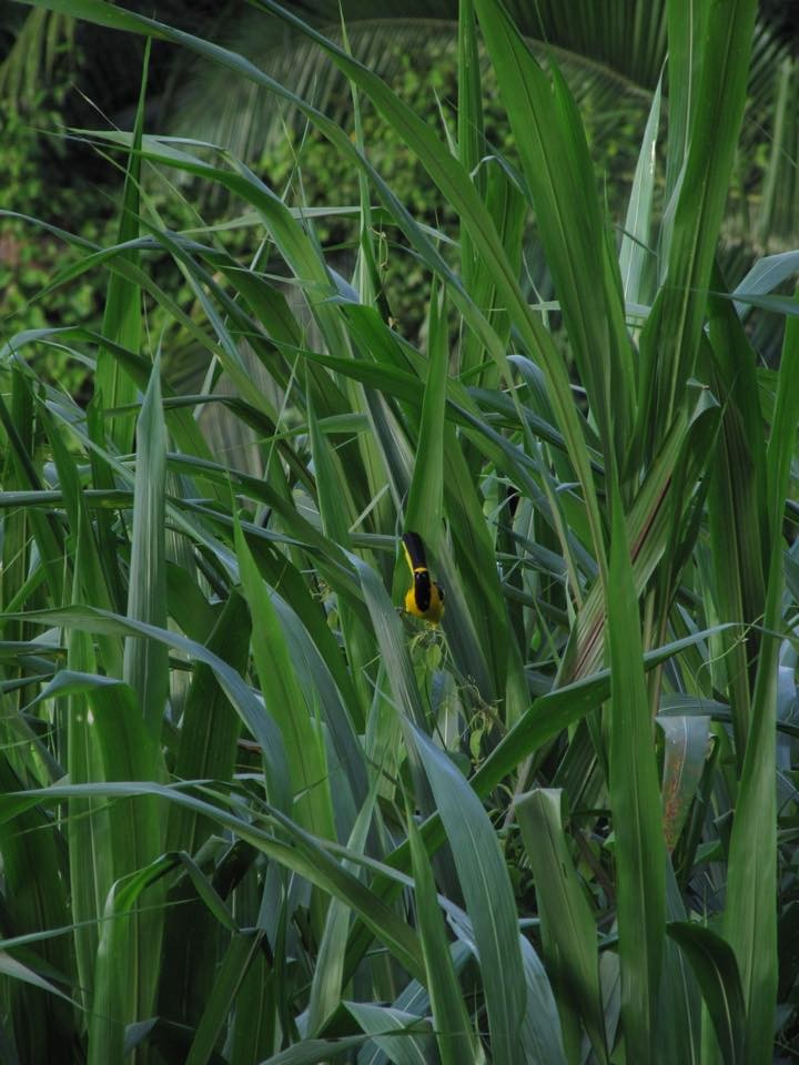 Yellow-tailed Oriole - ML469087131