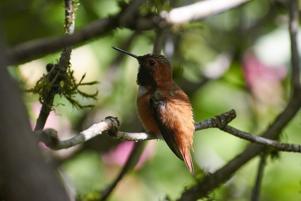Rufous Hummingbird - ML469087711