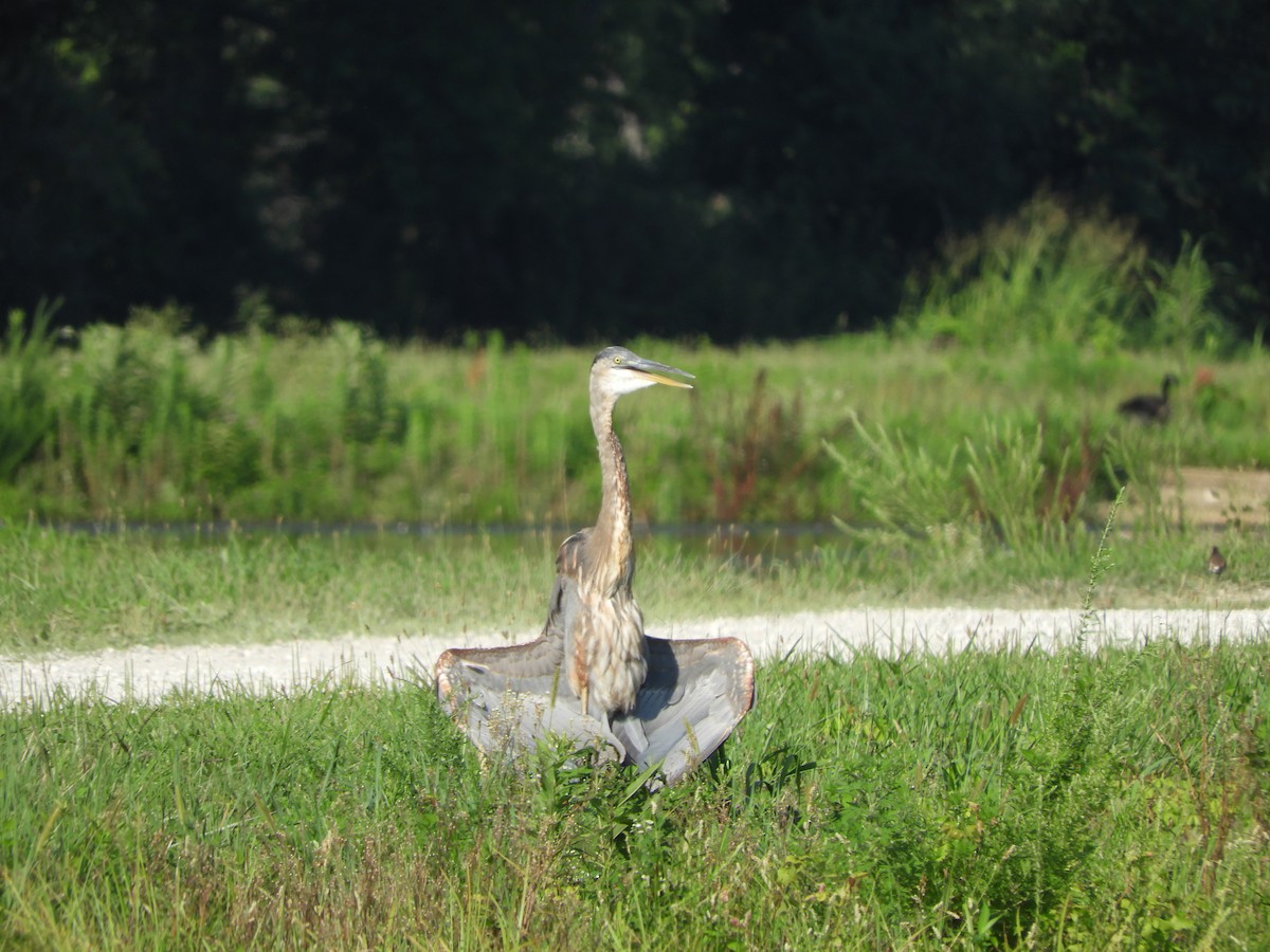 Great Blue Heron - ML469088011