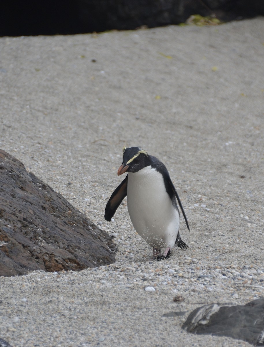 Fiordland Penguin - ML469088531